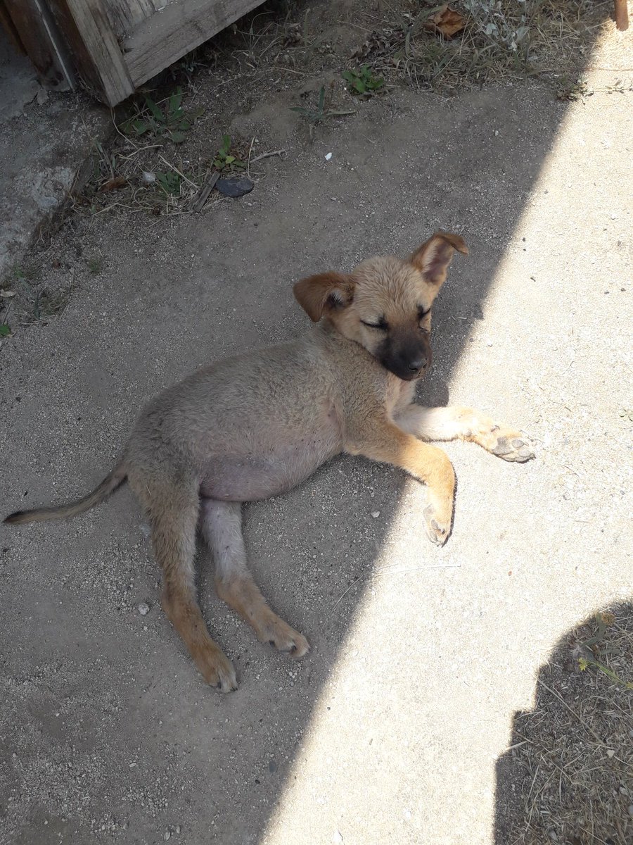 MrKiteArt's tweet photo. ACTUALIZACIÓN: La perrita ha sido desparacitada y bañada. Aún se le está buscando casa por lo menos en la Quinta región en Chile. Se pide difusión, gracias :( ♡

No tiene más de dos meses, y si no le encontramos hogar pronto, no sé qué haré.

Avisen si hay interés https://t.co/BWLgH3oXfI