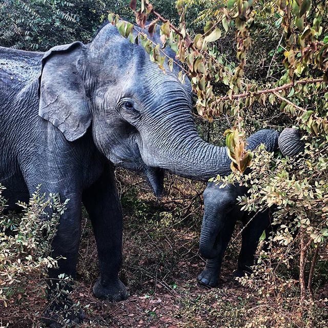 ProDrugDealer83's tweet photo. Cow & Calf | 26/1/19
#srilanka #yala #yalanationalpark #travelgram #naturephotography #elephant #🐘 #safari #iphonexphotography #travelphotography #lovetheworld #bbctravel #visitsrilanka #இலங்கை #ශ්රීලංකාව #RGPhoto #ceylon #natgeo https://t.co/Id9b6t08du https://t.co/lJKZPnbYnE