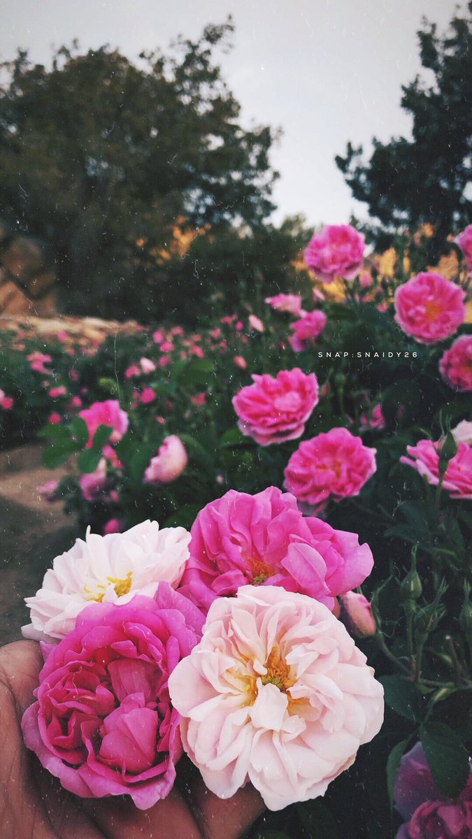 Dream_difficult's tweet photo. #ورد_الطايف_ثروه_سعوديه
الوُرد ياخذ من اوصافكِ جمال
ولا الورد لا لمح جمّالك ذبل .
#تصويري_سناب 
@photographyksa @PhtographyM @cameraty  @photos_lab @siahataif https://t.co/xWoc3HK5nW
