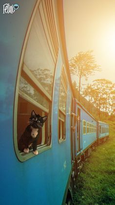 FeliniRocks's tweet photo. Felini's #trainRide 😺 #catOnTrain #travelCats #travelingCat #funnyCats #catmemes #meow #purr #catTrip #catAtWindow #FeliniTurbofluff #cats #humor ~ =^‥^=

https://t.co/lQlYs8f6cP https://t.co/b3TTuQeHtX