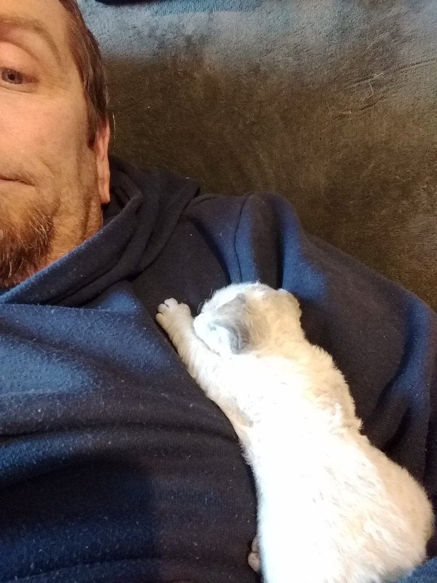 MrCrunchiebar's tweet photo. Busy afternoon for me n the kitten #cats #kittens #drxcats #devonrexkittens #devonrexcats #CatsOfTwitter #Caturday https://t.co/2L9d61ZQ4n