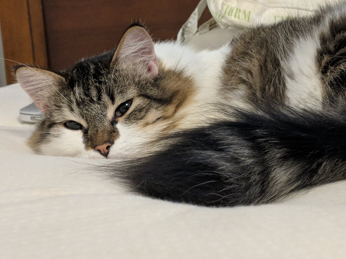 VivianP40240052's tweet photo. What work? There is only cat. #Caturday https://t.co/C2mmOGilEr