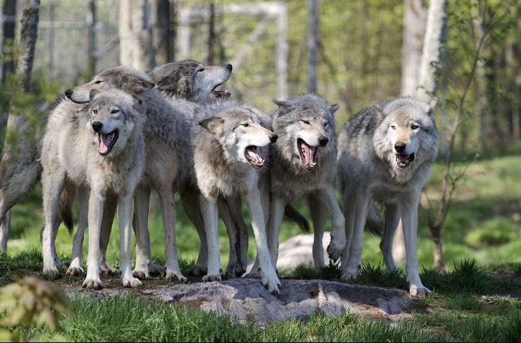 Learning about wolf natural history, ecology, and management today at both Beaver Creek Reserve and Treehaven, hope you’re joining us at one of our workshops this year! 
🐺🦌🐺
Follow us on Instagram! 
instagram.com/timberwolfinfo…

#wolf #wolves #wisconsin #ecology #wildlife
