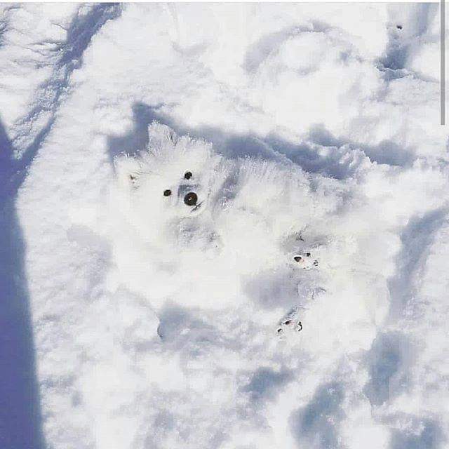 Камуфлажа.
