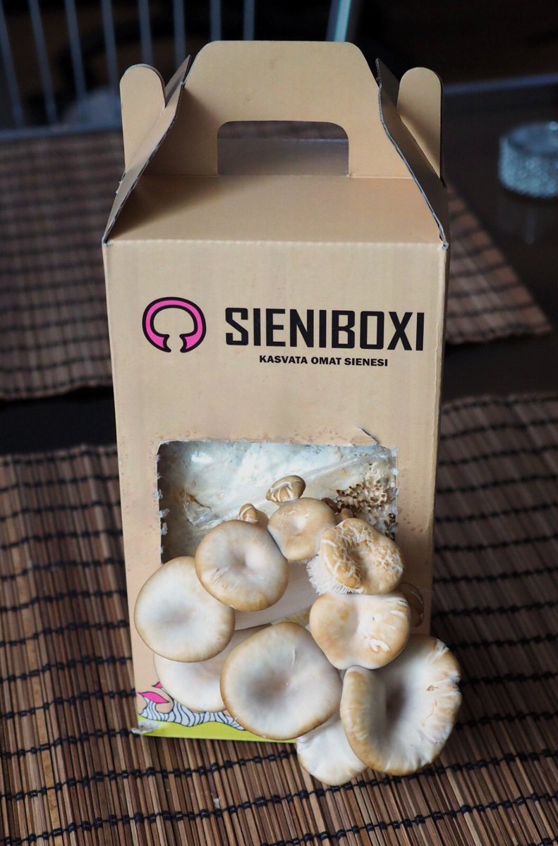 ProaFI's tweet photo. Akatemian yksi pitkäaikaisimmista projekteista on tässä. Sieniboxi on herkullisten osterivinokkaiden orgaaninen kasvatusalusta. Sieniboxi toimii perintöprojektina nyt kolmannella projektiryhmällä, ja siihen kuuluvat Katja Rämö sekä Susanna Lepola. #proakatemia #unelmienkoulu https://t.co/IWrGrt60EW