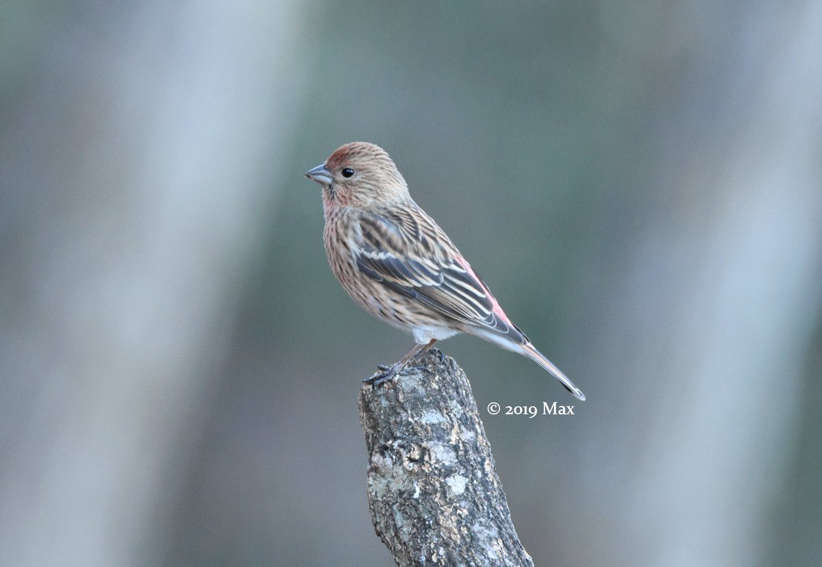 wildlifetwitch's tweet photo. Pallas's Rosefinch earlier this month https://t.co/VpSZvgxXlh