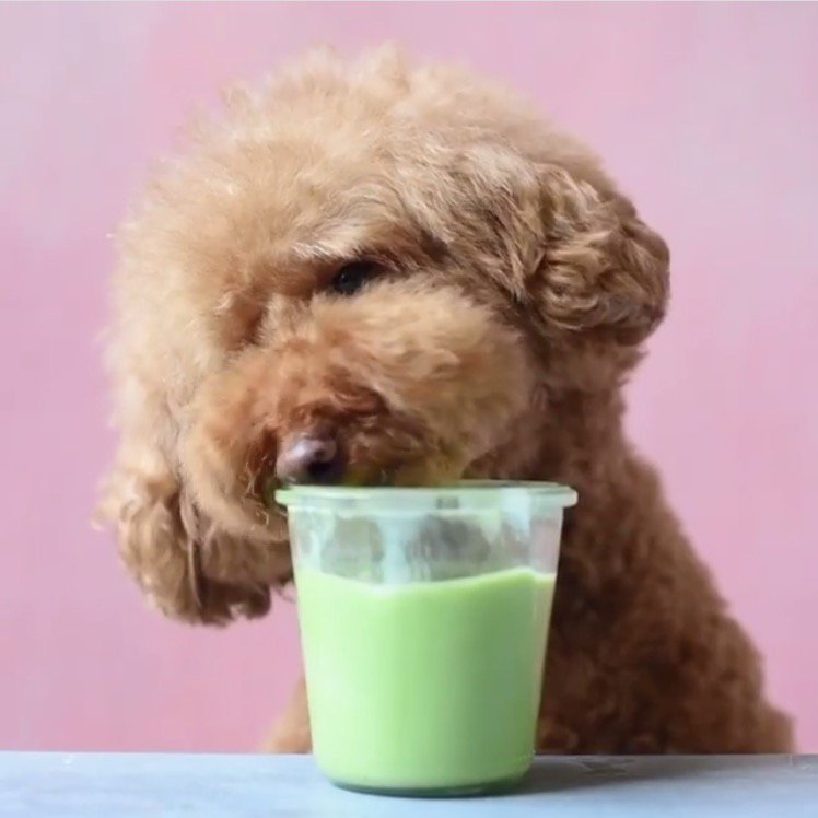 NailSnaps (@nailsnaps) on Twitter photo Drink something healthy and refreshing today for #NationalGreenJuiceDay. Your body will thank you. #greenjuice #strawberry #cleaneating #puppy <a href="/ps/">Pellissippi State</a>.ny Drink something healthy and refreshing today for #NationalGreenJuiceDay. Your body will thank you. #greenjuice #strawberry #cleaneating #puppy <a href="/ps/">Pellissippi State</a>.ny