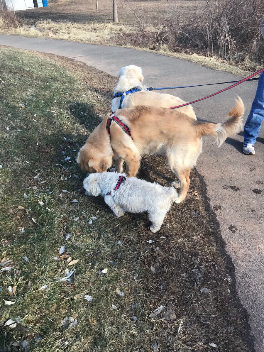 BobButler40's tweet image. Best Buds enjoying the chill in the air so much Jackson protesting to leave the park.