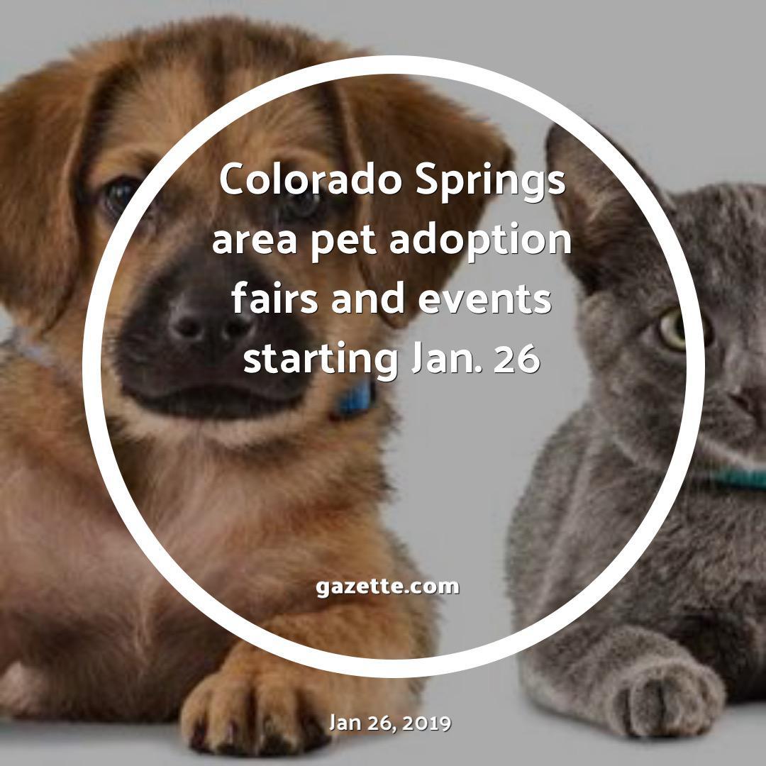 Pet Adoption Events Colorado Springs Pet Rescue