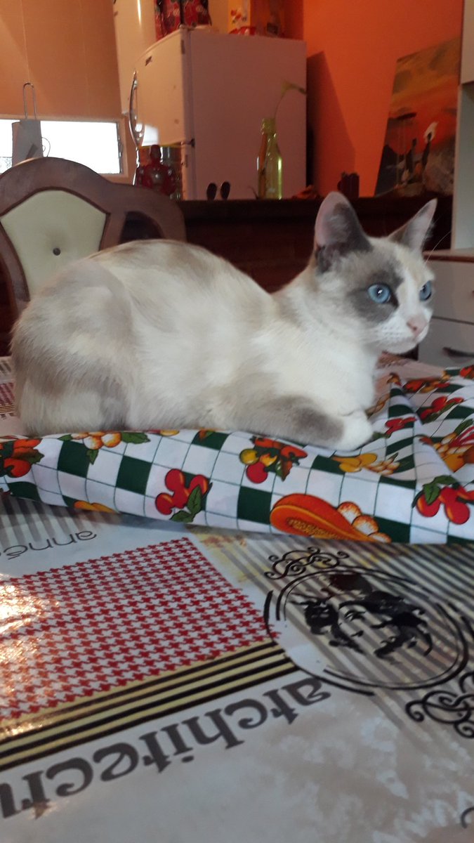 clarysenn's tweet photo. Se puede ser más hermosa?? #Mintis https://t.co/SpAnu9xFqH