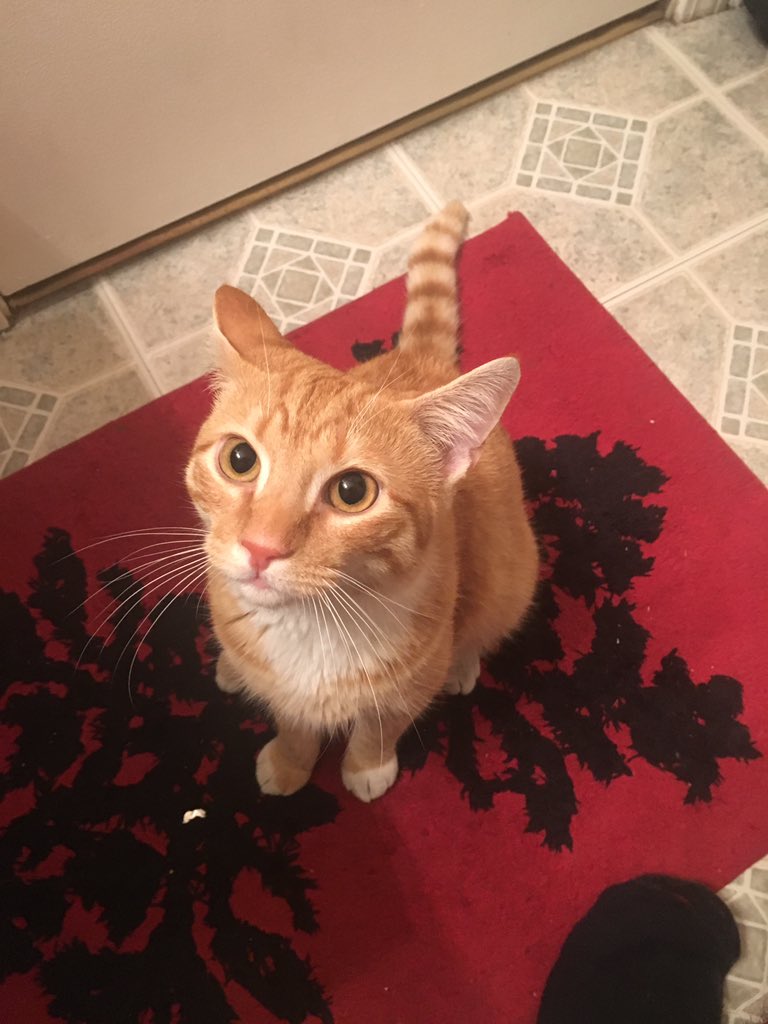 _King_Leon's tweet photo. @victoriaying Cat Name: Rex
Fat
Poop
Poopy
Poop-Poop
Rexy 
Getoffthedamntable
Letsgogetsomefood https://t.co/vk0BM2Nt5X