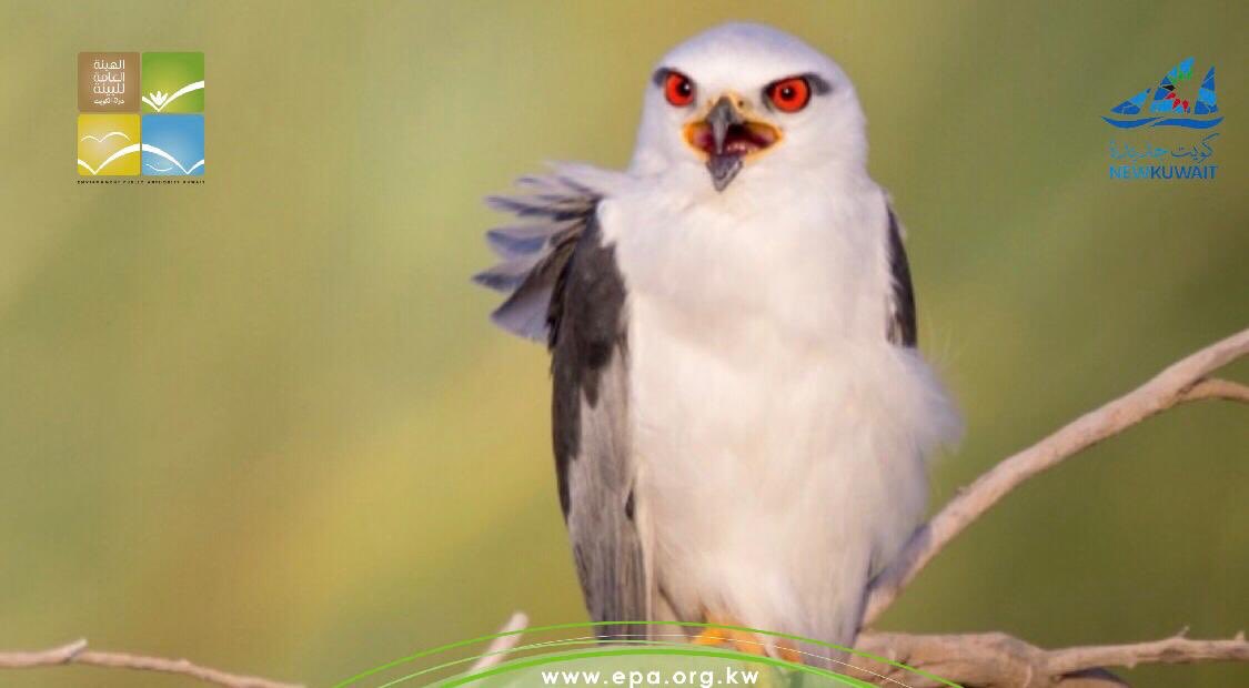 EPA_KW's tweet photo. الحدأة سوداء الجناح (Black – winged kite)
طائر جارح متوسط الحجم ينتمي إلى الفصيلة البازية، يسهل معرفته من خلال المزج بين القوادم السوداء على السطح السفلي الأبيض والبقعة السوداء الكبيرة على مقدمة الجناح الرمادية ...
https://t.co/7t8CgwwEFD
#البيئة #الكويت https://t.co/bE0YmT4ZSf