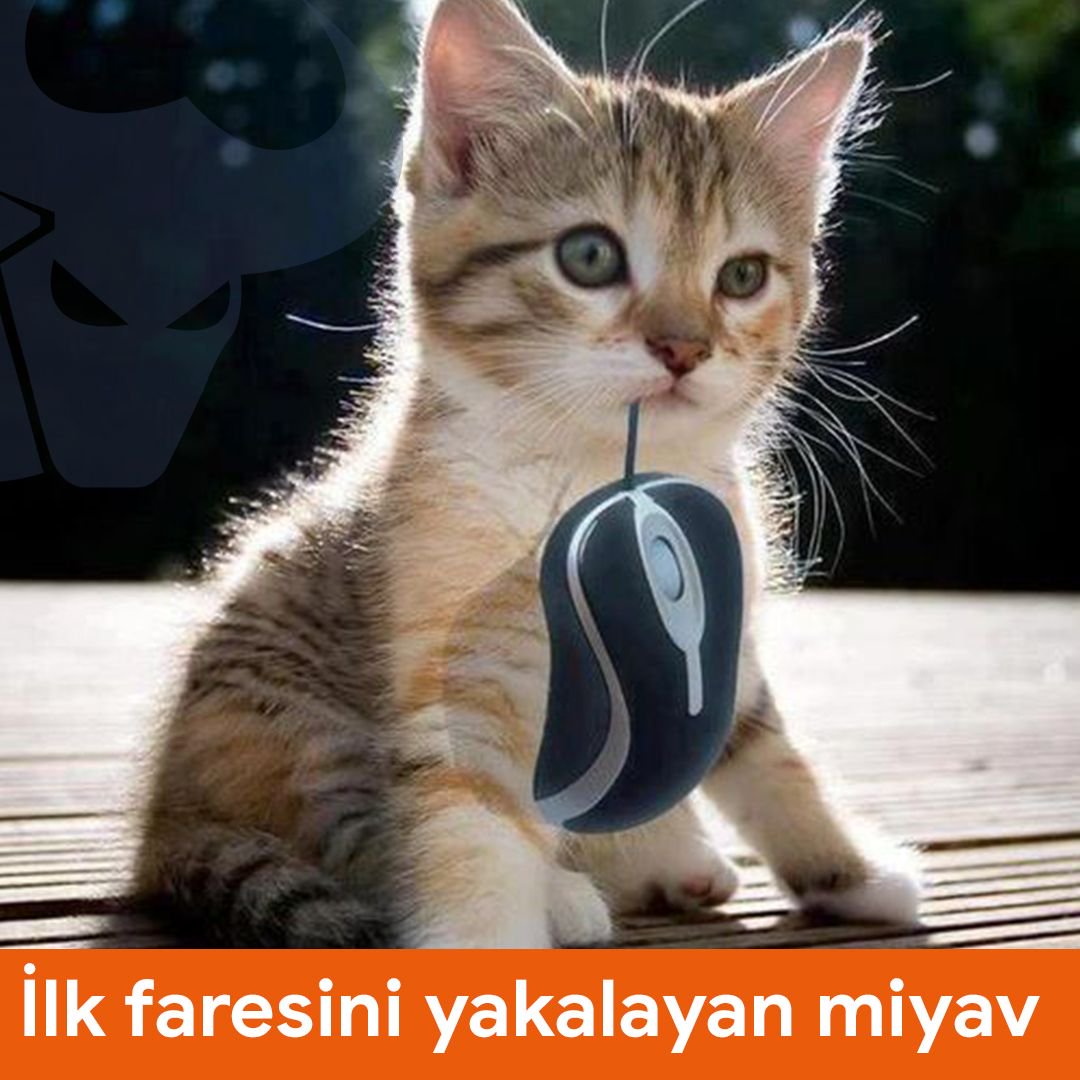 wmaraci's tweet photo. İlk faresini yakalayan kedi :) Sektöre erken atılmış 😂 😂 😂 

#webmaster #programming #programmer #yazilimci #designing #designer #tasarimci #coding #coder #funnycat #kedi https://t.co/zUDWUvknzV
