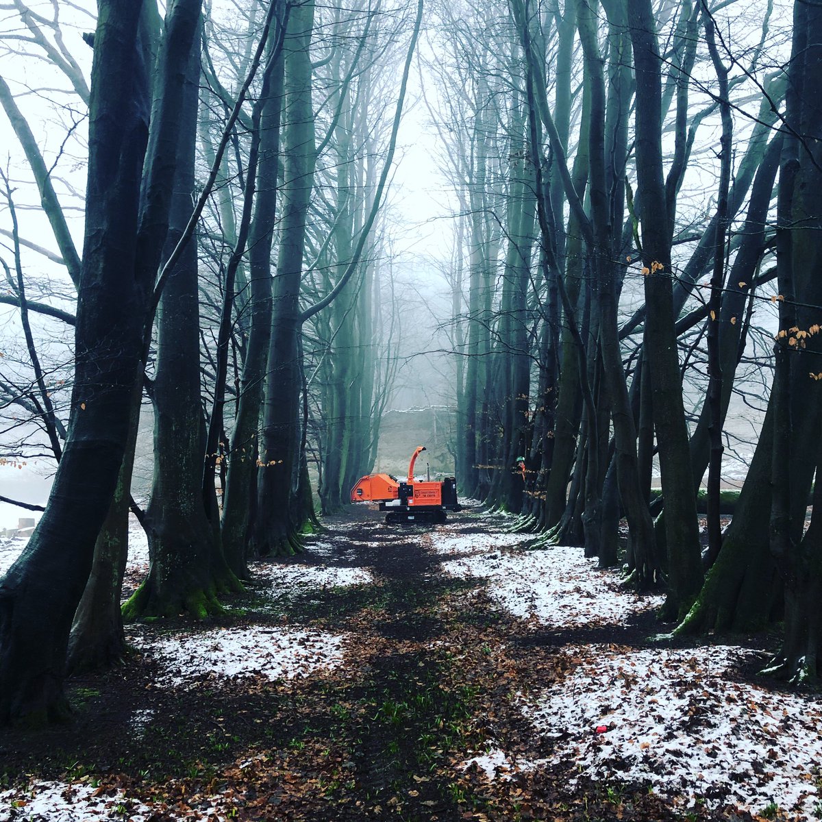 snstrees's tweet photo. Now that’s a picture @MyTimberwolf @SpectrumPlant #teamsns #teamsnstrees #snstrees #arblife #treelife #beechtree #timberwolf #spectrumplant #wolfatwork #arboristkit #littlehayfield https://t.co/qEVMBblwgz
