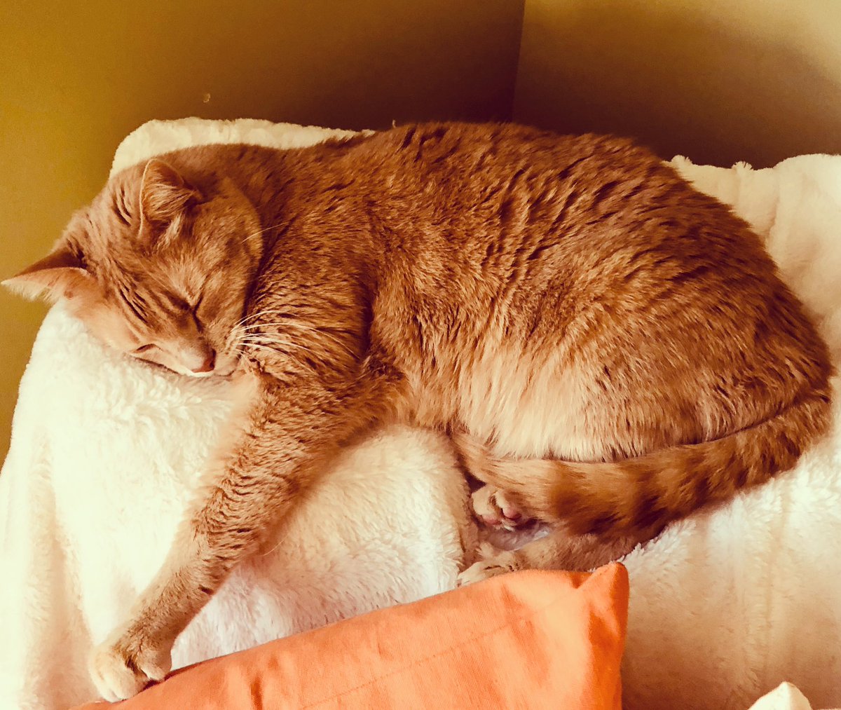 GiacomenaCohen's tweet photo. Happy Saturday! May your weekend be full of fuzzy blankets and snuggles! 🐈
#Caturday #SaturdayVibes #catsofinstagram #hygge #weekendvibes https://t.co/zkvc9atbQ7