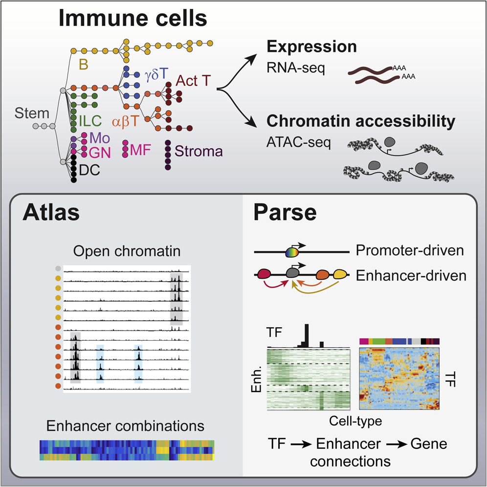 mmw_lmw's tweet photo. The Mouse #ImmuneSystem | A cis-Regulatory Atlas from The #ImmGen Project | Christoph Benoist @harvardmed @CellCellPress https://t.co/GEaXayQz1o https://t.co/jdwgwODIKt