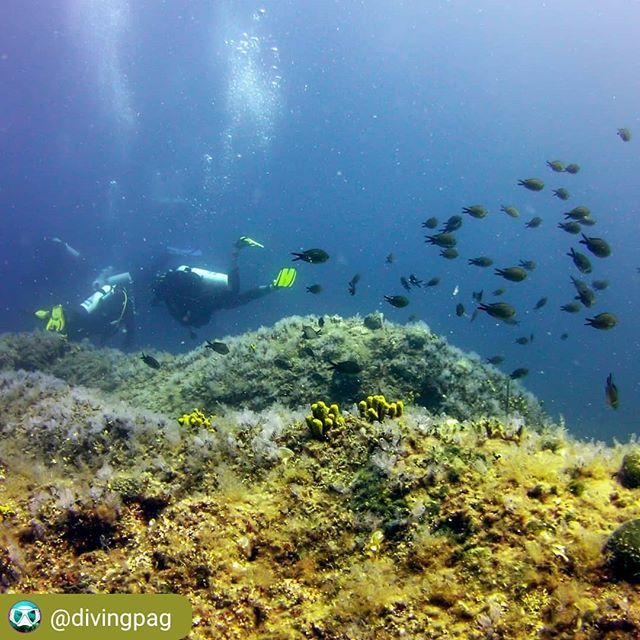 discoverpag's tweet photo. Pag has no shortage of diving sites around it's 300km coastline 🐙🐠
.
📷: @divingpag
. 
Tag your #PagIslandCroatia pics with #DiscoverPag or @discoverpag for repost 👍😊
. 
#pagisland #zadar_region #robinzontours #otokpag #pag #mypag #dalmatia #adria… https://t.co/nKawUC4lYY https://t.co/0iiZhzLdcz