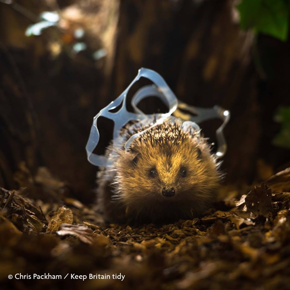 RSPCA (England & Wales) (@rspca_official) on Twitter photo π―π― We receive over 5,000 calls every year about animals stuck in or injured by litter. We can all do our bit to protect animals by simply picking up rubbish - why not sign up to a Great British Spring Clean event this year? More info here bit.ly/2HvxrcT π―π― We receive over 5,000 calls every year about animals stuck in or injured by litter. We can all do our bit to protect animals by simply picking up rubbish - why not sign up to a Great British Spring Clean event this year? More info here bit.ly/2HvxrcT