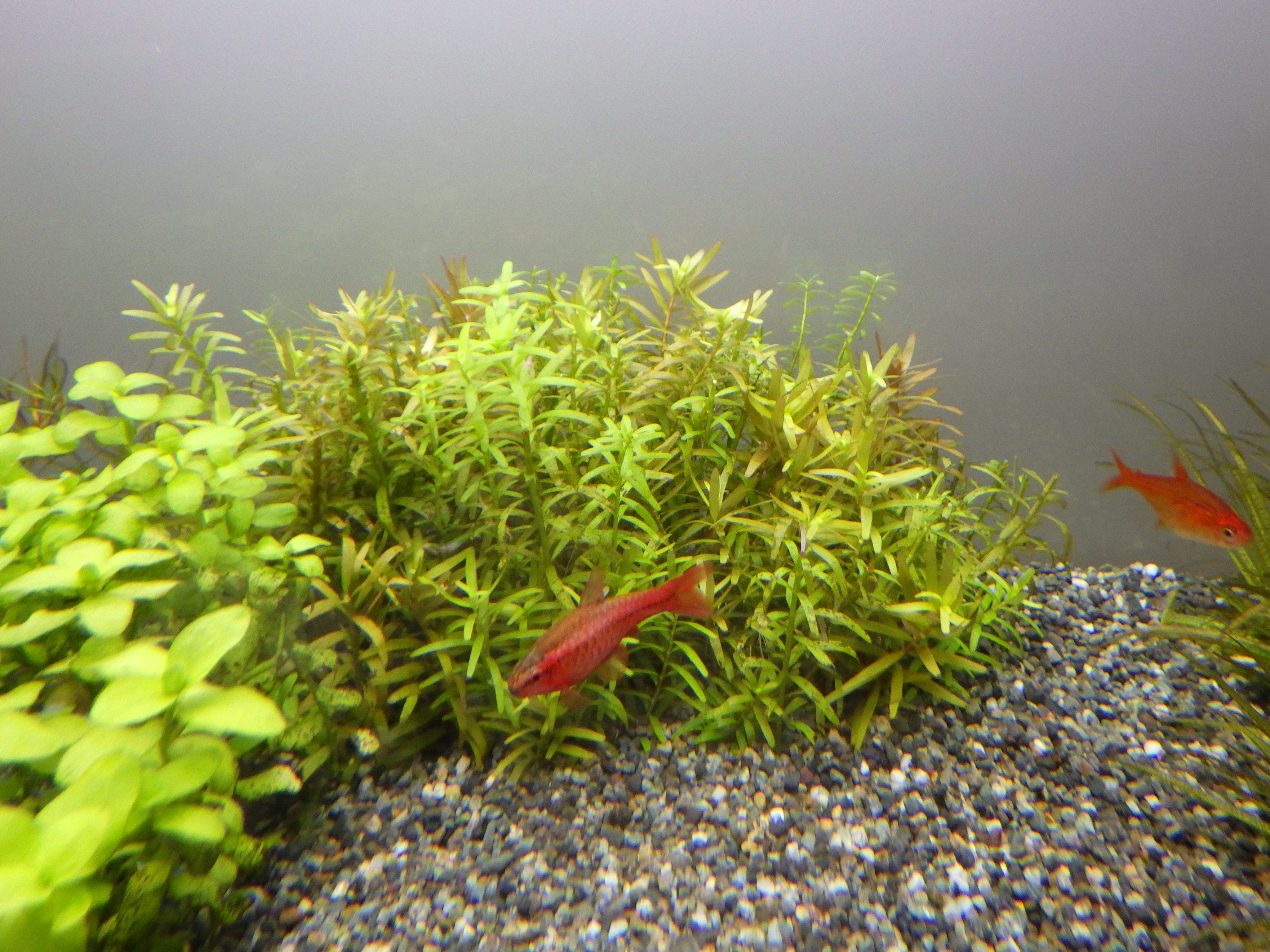 Marsh レイアウト改造中の60cm大磯水草水槽です 伸び放題だったロタラspイエロー インドネシア便をバッサリ切って差し戻しました ロタラの手前には他水槽からパールグラスを持ってきて植える予定です この水草水槽の方向性は ネイチャーアクアリウムでは