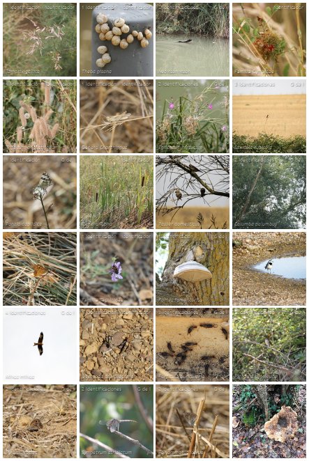 El proyecto sobre las especies que habitan el canal de castilla está cada día más poblado. Ya hay 4 miembros que han añadido y comisariado 84 observaciones de 68 especies distintas, hechas por 6 personas. ¡Animaos a participar!
Todos los detalles aquí: bit.ly/2S29J8f