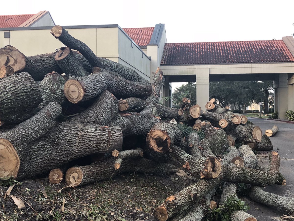 SaveWPLibrary's tweet photo. BREAKING--@WinterParkFla is cutting down trees in #MLKPARK. SIXTY (60) destined for the AX. EMAIL -- MAYORANDCOMMISSIONERS@CITYOFWINTERPARK.ORG Tell them NO to #TREEMURDER Save the trees! Worth the price. It CAN be done! #sayfie #FlaPol #LoveFl https://t.co/rzk9IK1Dn4
