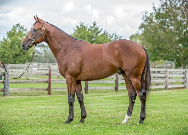 ArrowfieldStud's tweet photo. Dream result for Dundeel in South Africa with G1 Cape Derby victory by Arrowfield Inglis Easter graduate Atyaab (ex Sylvaner) - congratulations @ShadwellStud, master buyer Angus Gold &amp; @MdkRacing! Caps a big 24 hours for Dundeel, after Pandano, Dealmaker &amp; Yourdeel. #therealdeel https://t.co/SMVyNsOTKZ