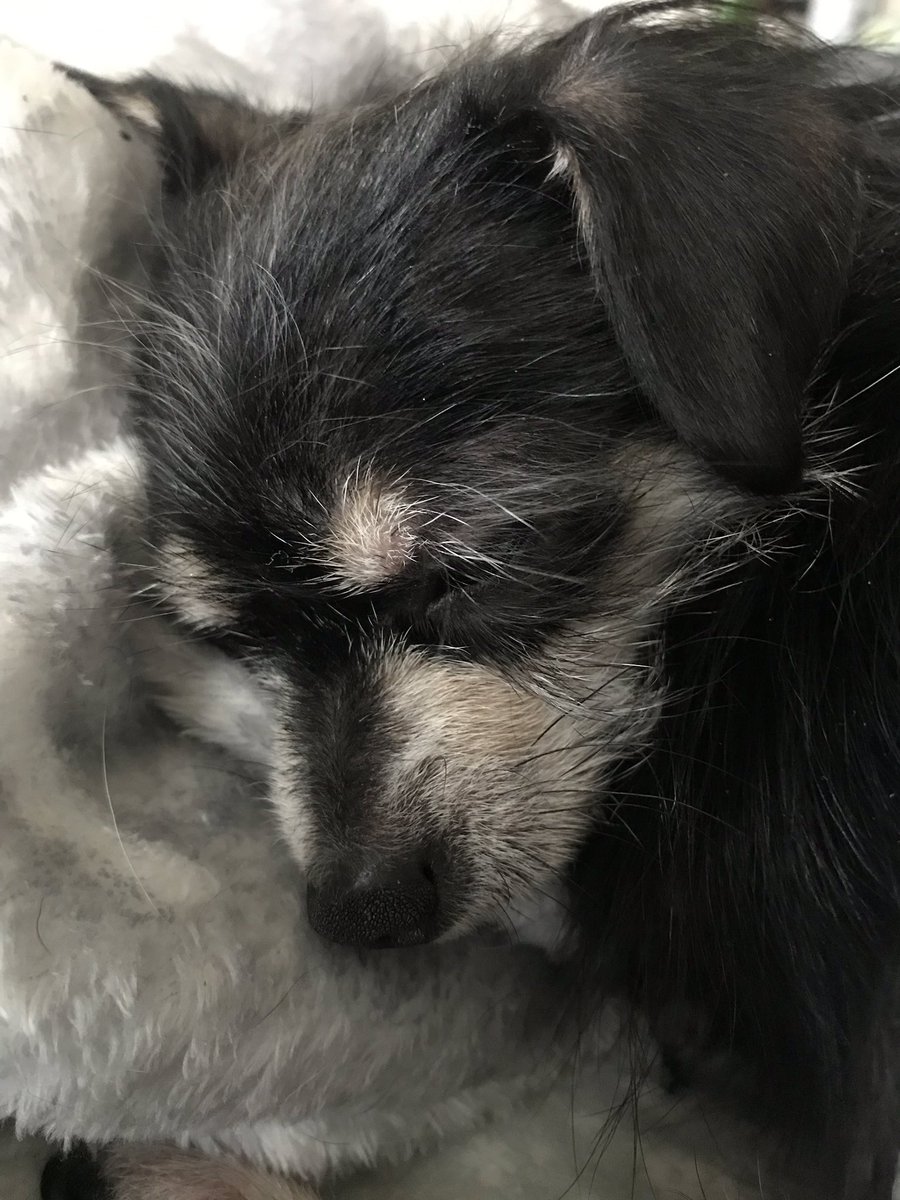 RosesHateTrump's tweet photo. WOKE is sleeping a little more soundly today
#NoWallEver #RogerStoneIndicted #GovernmentReOpen #EndTheTrumpShutdown
#AnnCoultersTears #TrumpCaved https://t.co/skPsUhk6hm