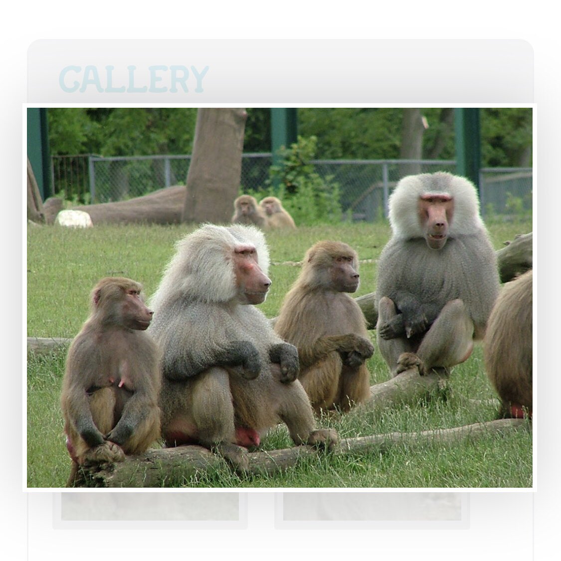 We were pleased to help Ruth from <a href="/flamingolanduk/">Flamingo Land Resort</a> who came to take away our old rope to use for her monkeys. We hope these primates get as much enjoyment out of the ropes as our Baboons did and look forward to helping out again in the future! 🐒 #goape #goapetribe #visityorkshire