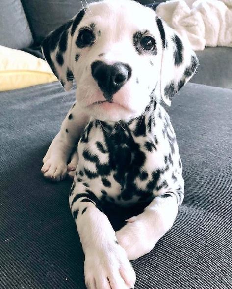 PRDCProperties's tweet image. We love your pets as much as you do! All of our rentals are pet friendly. RG @@hi.wiley