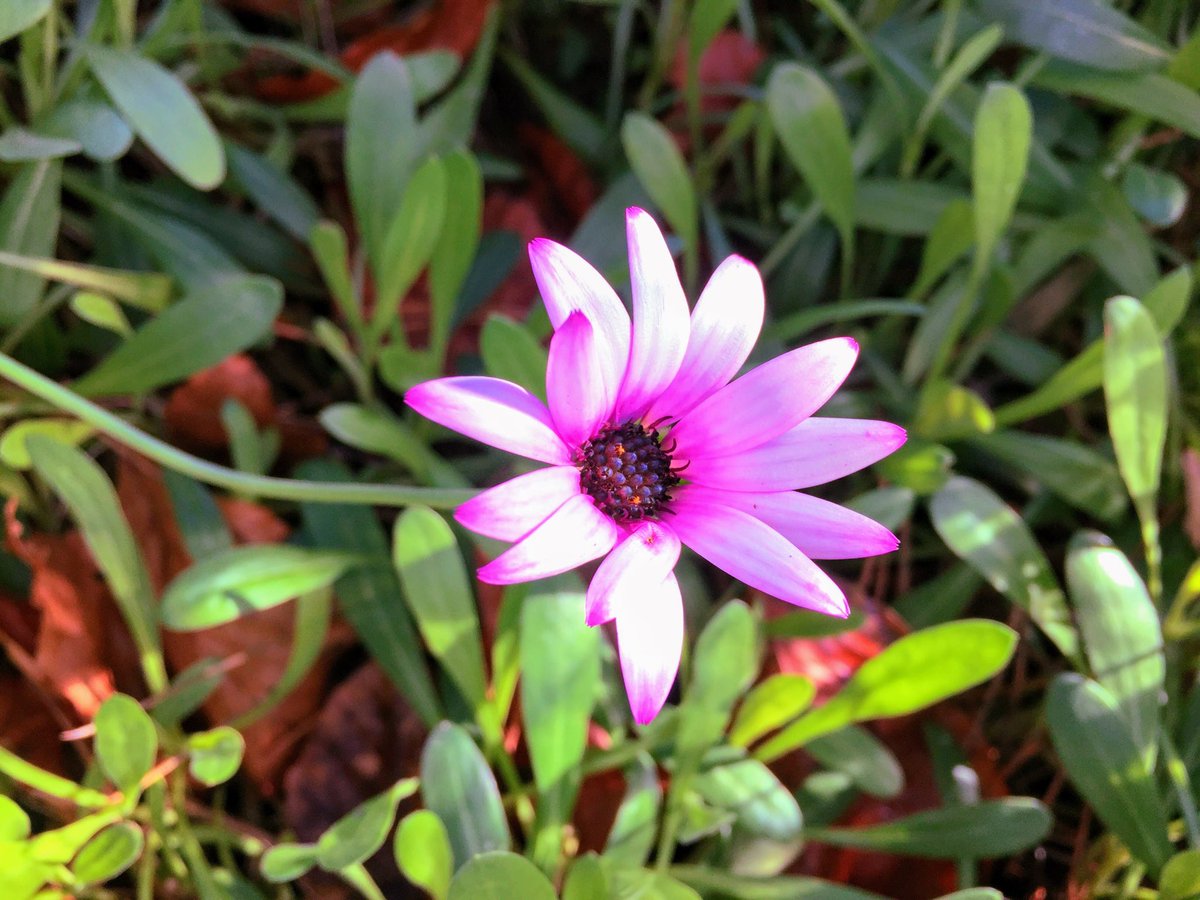Osteospermum  💜🍃💜🍃💜🍃💜 

youtu.be/FFDLbZrO3xE 💜🍃💜 

Garden Flowers by David Wolff itunes.apple.com/gb/app/garden-… 💜🍃💜🍃💜