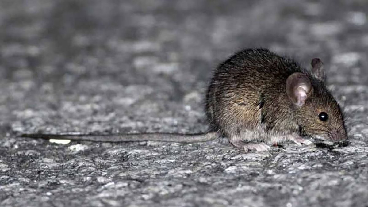 infobae's tweet photo. Chubut: ascienden a 31 los casos de hantavirus
https://t.co/TY2tJsyQCW https://t.co/eKjMiCuehq