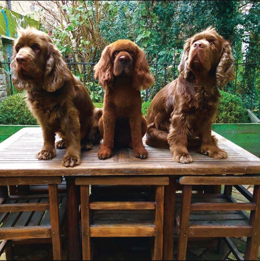 HackettLondon's tweet photo. We're not too sure Mr Hackett's spaniels are too impressed with their new friend.
#Hackett #JeremyHackett #SussexSpaniels https://t.co/G8LCLbMozW