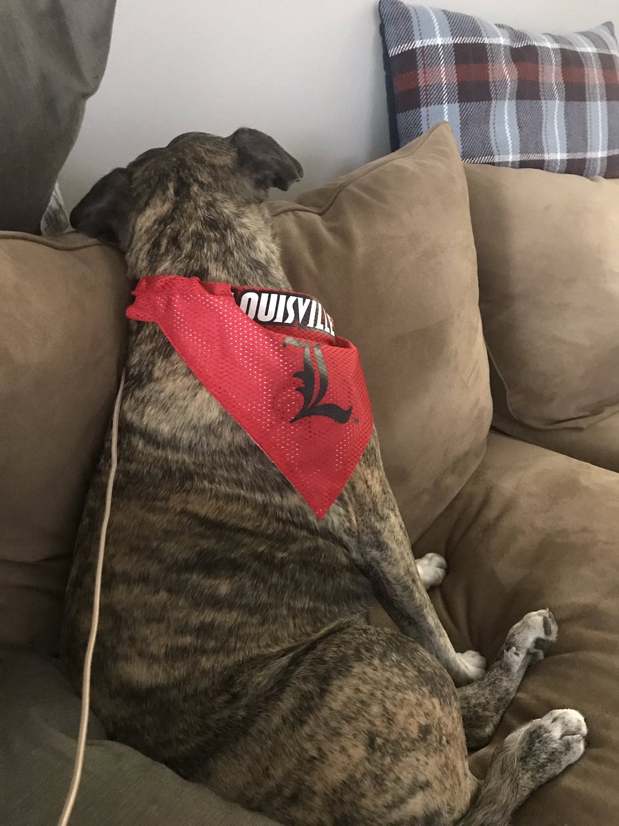 itskattoyou's tweet photo. She’s not happy about the first half either. 😂 #thesulkisreal #GoCards! #TheMoMo https://t.co/pLn8fSnZl7