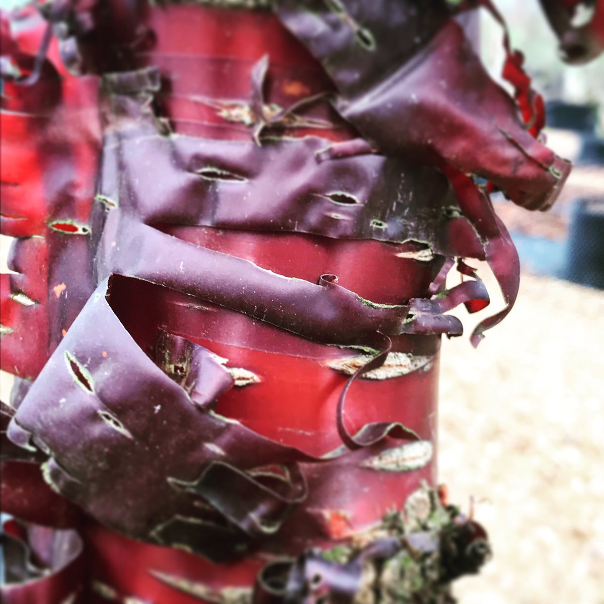 KateGouldGarden's tweet photo. Lovely curly rosy peely bark #prunusserrula @deepdaletrees #whatsnottolove #trees #gardendesign #winterinterest #landscape #loveplants https://t.co/MZa2JBDcIP
