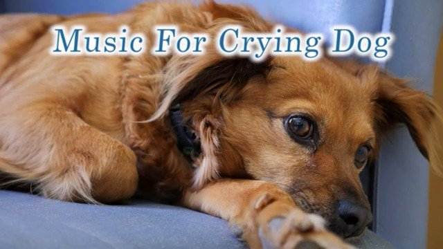 #Music For #Crying #Dog At #Night - Help Your Pet 🐶
youtube.com/watch?v=OcZ4eG… 

#MusicForCryingDogAtNight
#MusicForCryingDog
#CryingDogAtNight
#relaxingdogmusic #relaxeddog #dogmusicvideo #happydog #doganxious #whiningdog
#pets #pet #DogMusic #DogTherapyMusic
#HealthyPetSystems