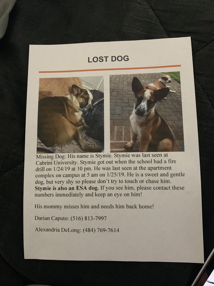 aryanacaputo's tweet photo. my sisters dog stymie has been missing since Thursday January 24th around 10 pm. please rt it to bring attention near and around Cabrini University. Stymie is an ESA dog. https://t.co/od8QgSzEv1