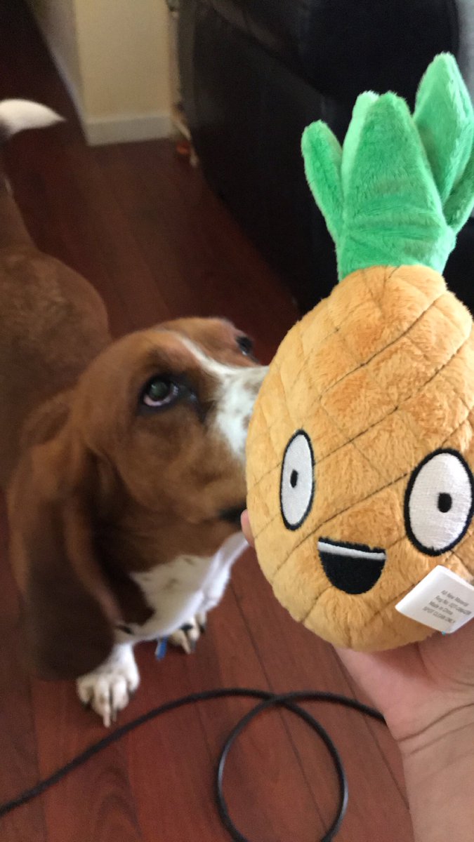 LucasTheMemeDog's tweet photo. This is one of my cool toys from @barkbox I’m so excited https://t.co/cPlsZIHqGj