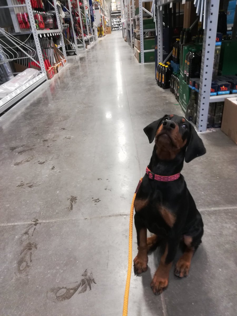 KristiniShaken's tweet photo. @Lowes We go out of our way to shop your store versus the others bc you're #dogfriendly. #vixenitup #vixenthebold #havewagswilltravel #uniteddobermanrescue https://t.co/8PnH0qLUQf