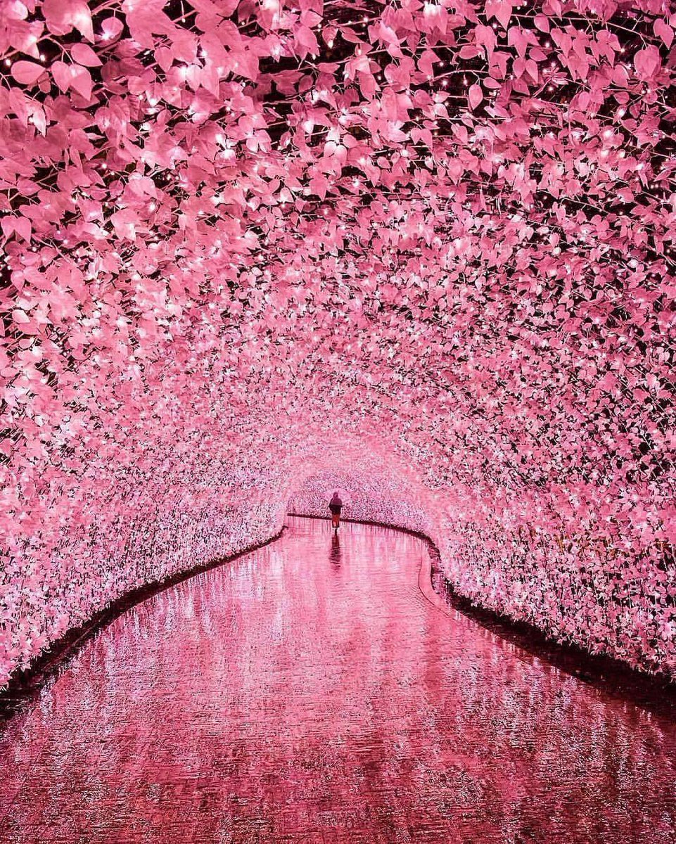 Cherry blossom tunnel in Japan