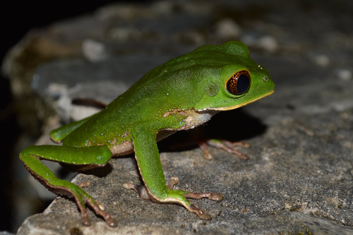 RenoirJAuguste's tweet photo. #treefrog #tracking methods in #Trinidad : an evaluation using #Phyllomedusa trinitatis leaf-nesting #frog
Link to blog summary: https://t.co/Zye0MZsd5L (link to published article referenced in the post)
#herpetology #amphibian #herpetofauna #ecology #radiotagging #telemetry https://t.co/ZHZRFUncKu