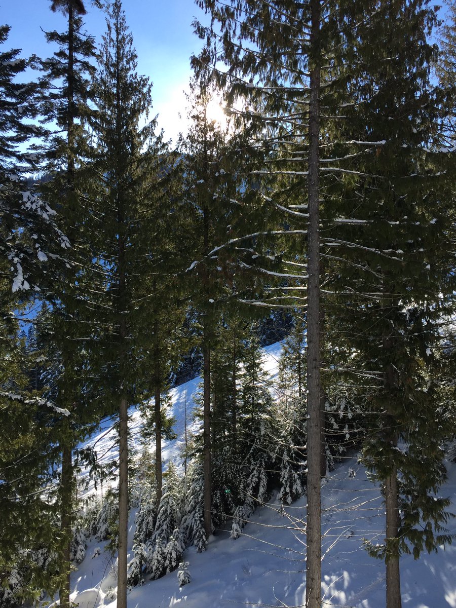 kulwap's tweet photo. A super Saturday #skiing @49DegreesNorth . Missed #powderfriday ? There’s still powder to be found! #powder7pursuits https://t.co/ANEUJcVwPh