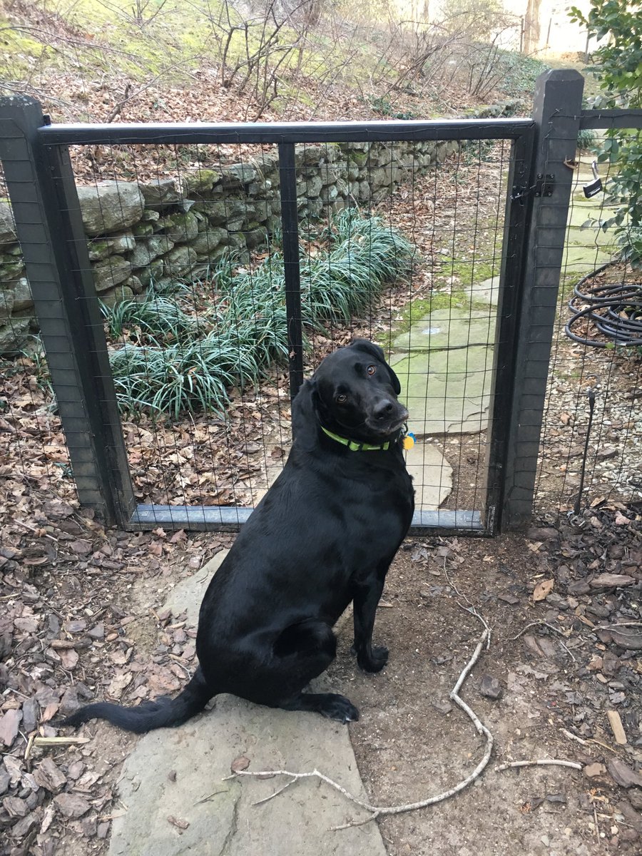 ShadowLakeDog's tweet photo. Mom, can we go play fetch now? I’m waiting...
#ilovefetch @dogcelebration https://t.co/pOuEYQegNR