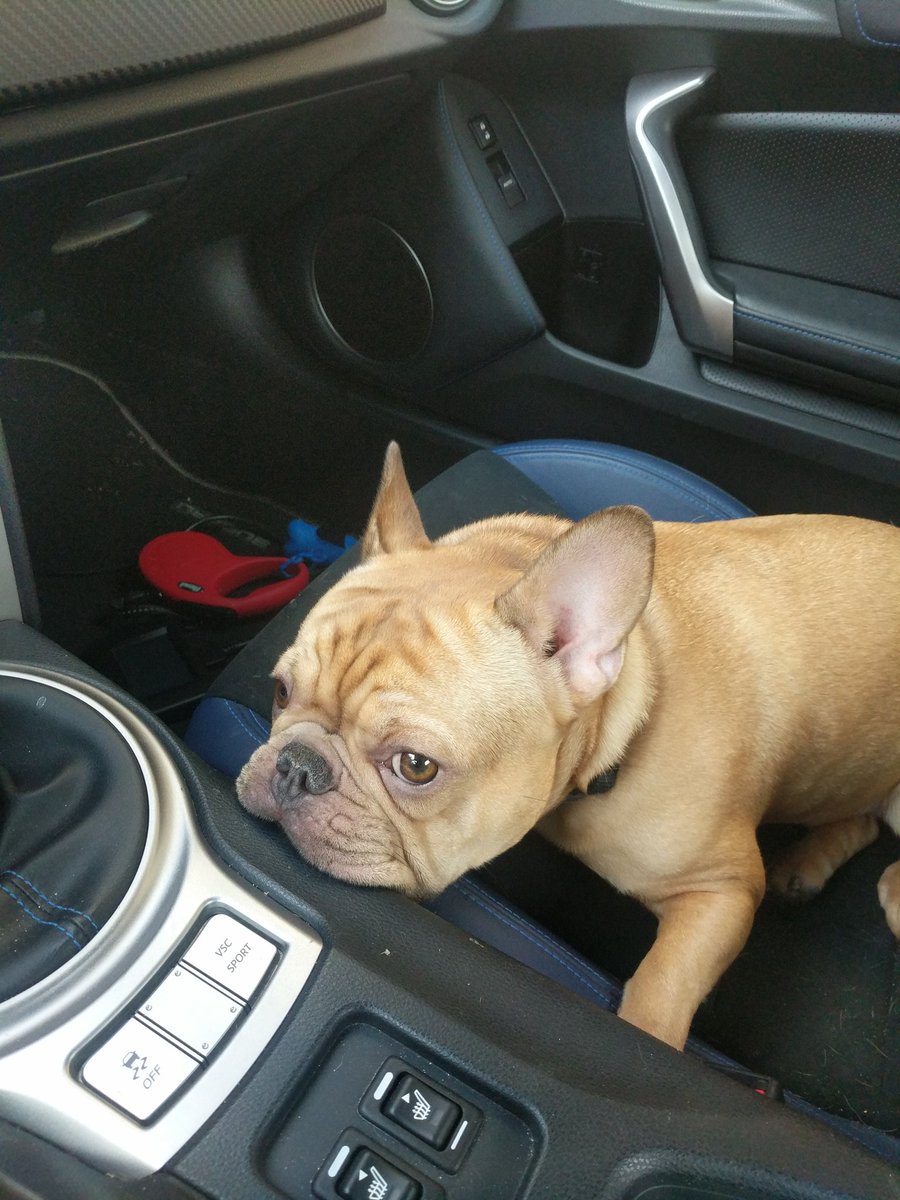 Best copilot ever. #frenchbulldog #Frenchie