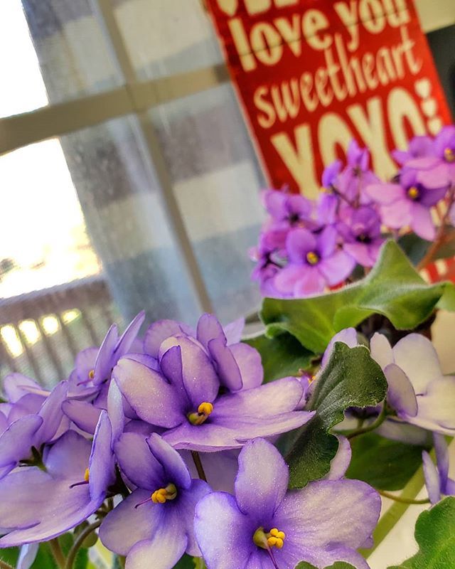 It may be chilly, but who else is loving that sunshine today?? 😍 Side note: I have kept these plants alive for almost 2 months. I feel like I deserve an award or something. 😂
.
.
.
#nashlife #nashvilleblogger #nashville #midtn #tennessee #violet bit.ly/2G2ZFtd