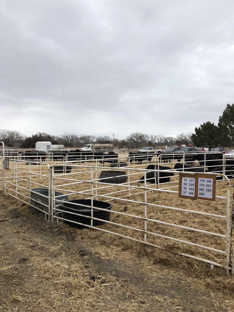 jaredmracek's tweet photo. First bull sale of the season. https://t.co/aouG96aszg