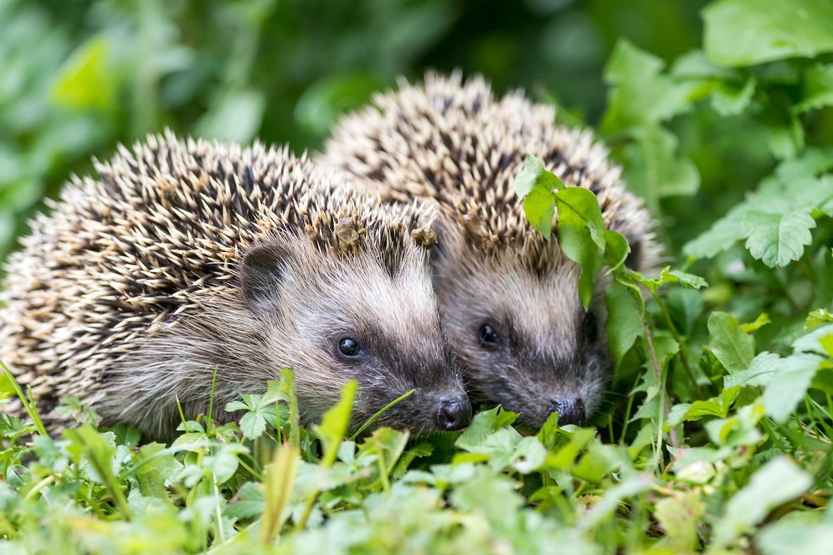 CDCgov's tweet photo. Pet hedgehogs linked to 11 Salmonella infections in 8 states, mostly in children. Always wash hands after touching hedgehogs and their habitat. Read about the ongoing investigation. https://t.co/xCJ4MEv962 https://t.co/gPKrr1GsIc