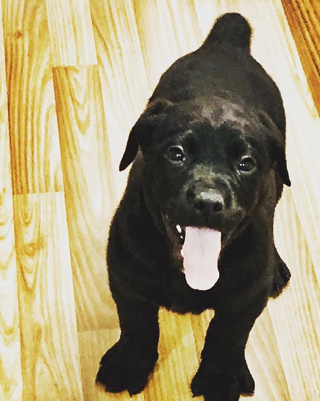 ZacSmall_'s tweet photo. Meet Apollo
Newest member of the Drew Clan
#dog #labrottie #puppy #photooftheday https://t.co/ByaCY7py3i https://t.co/Bqs0eBzEOt