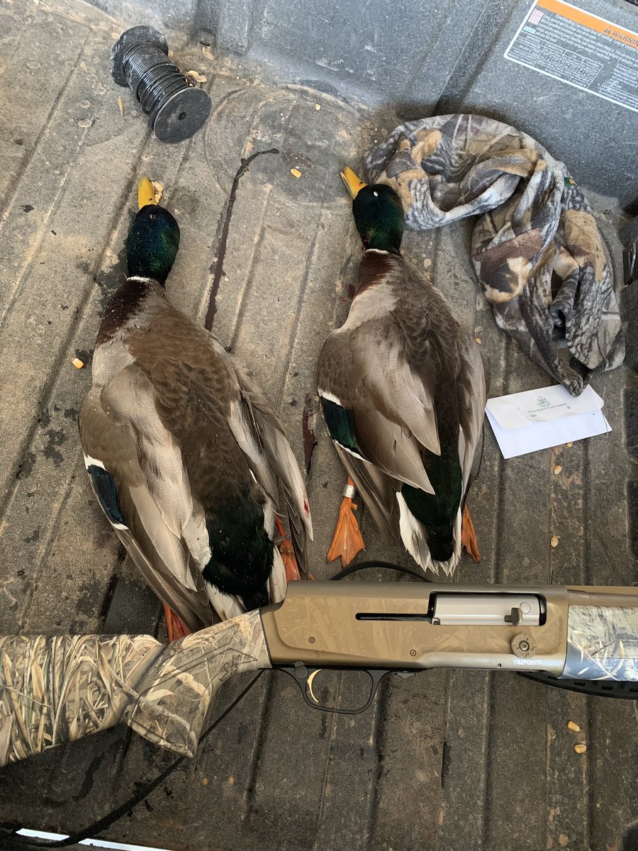 RoweAlec's tweet image. Got that band managed to scratch out 2. @BeavrCreekCalls #A5 #banded