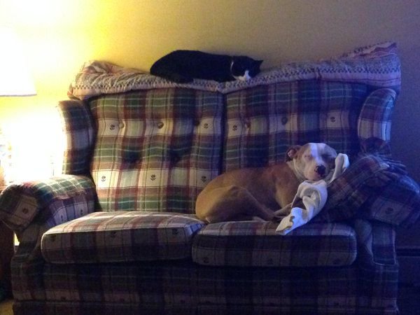 VivaMascotas's tweet image. De esas veces que la noche se te va viendo tu serie favorita. #HumorPerruno