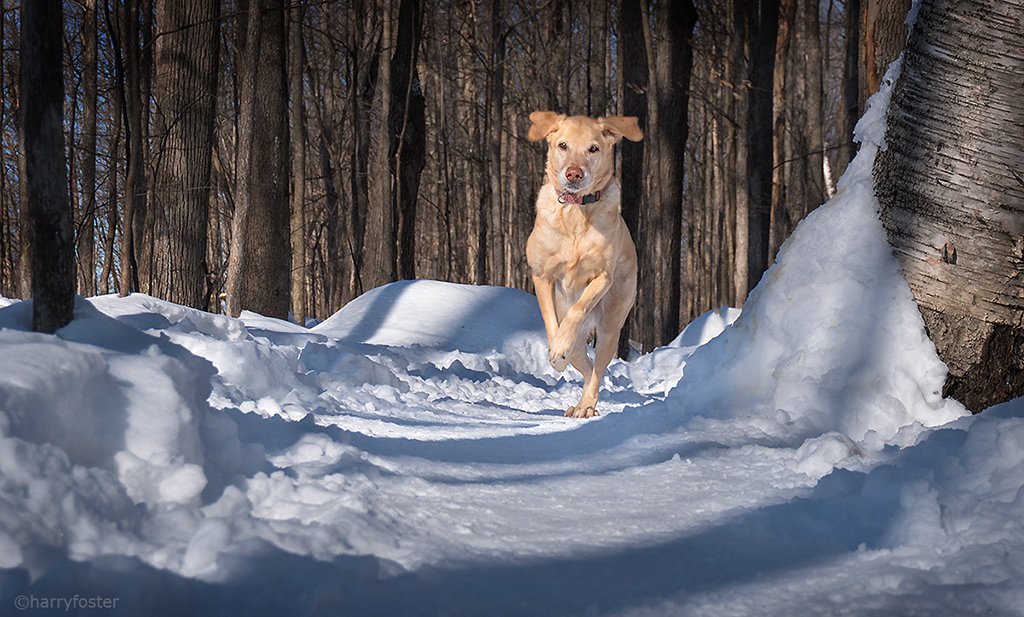 harry_fosters's tweet image. Sophie enjoying a romp on some bush trails this afternoon. Beautiful day.🙂#LabradorRetrievers #dogs #dogsoftwitter